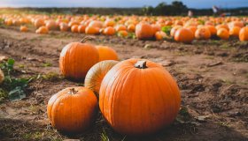 La zucca vale 30 milioni di euro, Halloween fa girare l’economia italiana