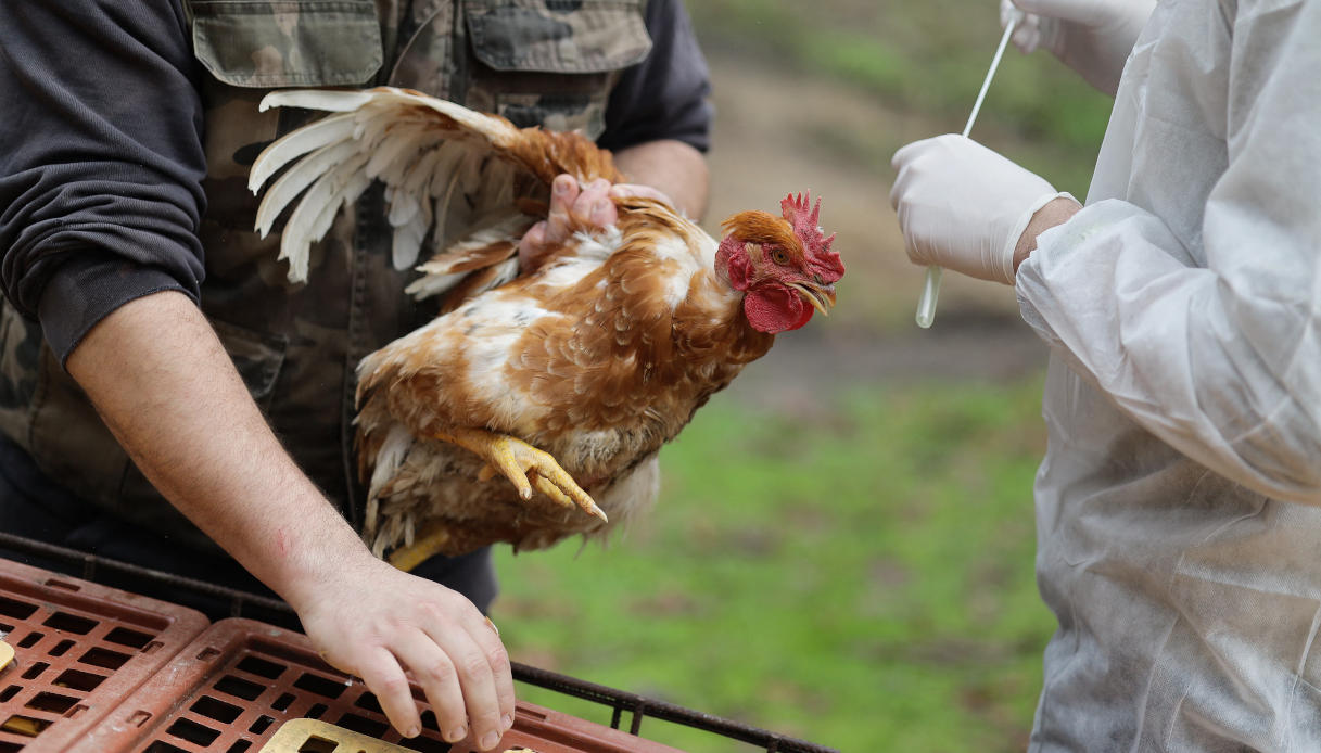 Influenza aviaria, il sistema italiano FluWarning contro il salto di specie dell’H5N1