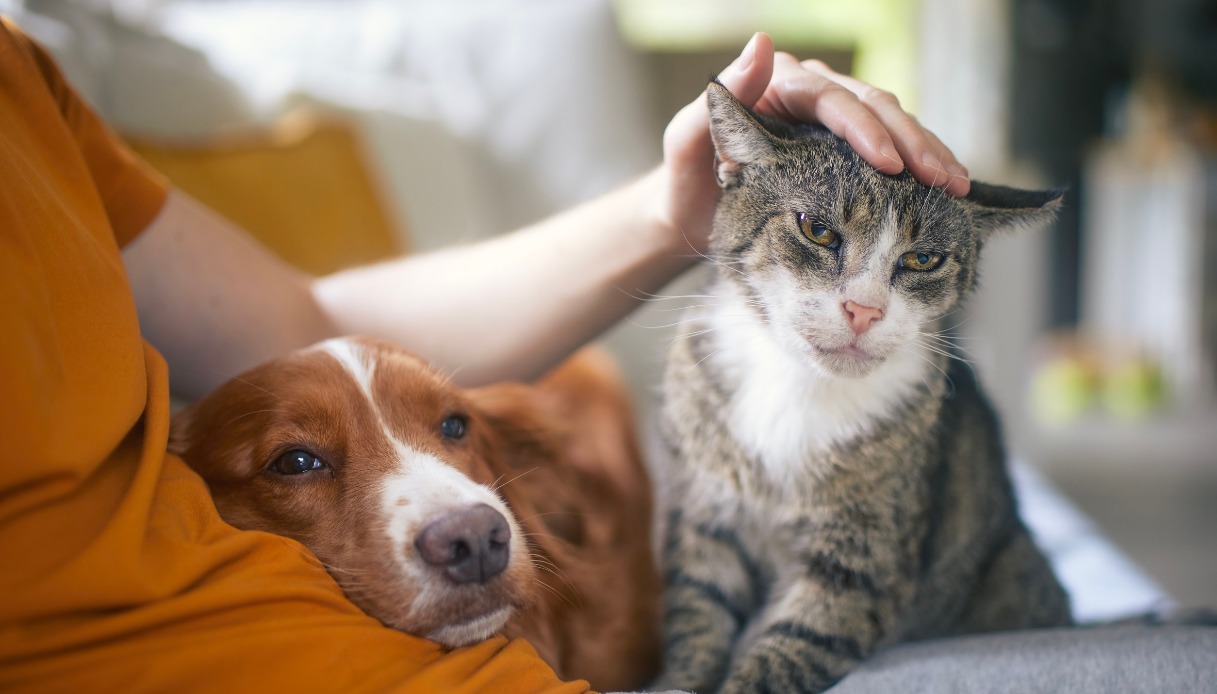 il cibo di cani e gatti coster224 meno taglio dell8217iva dal 2026