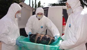 Influenza aviaria in Lombardia, quasi 60 focolai in 18 mesi: 44 aziende in quarantena