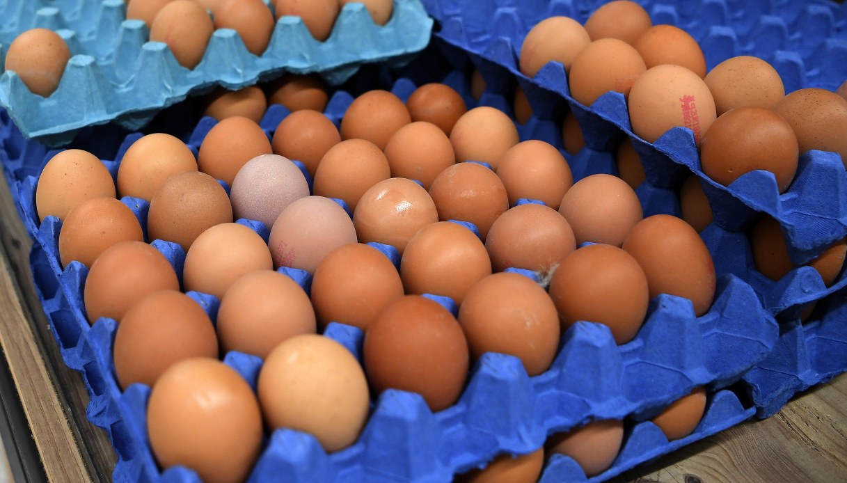 Maxi richiamo di uova per rischio salmonella: i lotti ritirati Maxi richiamo di uova per rischio salmonella: i lotti ritirati