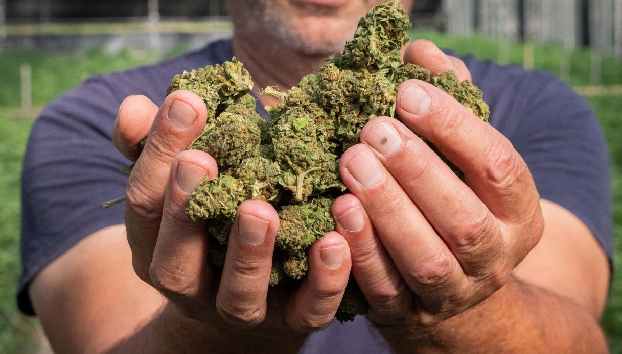 cannabis light come le sigarette venduta nei tabaccai e tassata al 40 da Quifinanza.it cannabis light come le sigarette venduta nei tabaccai e tassata al 40