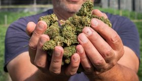 Cannabis light resta illegale, stop a tabaccai e tassa al 40%: FdI ci ripensa