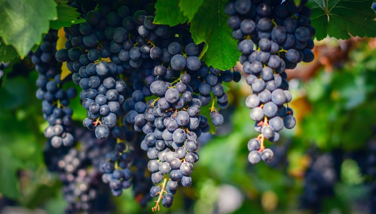 crolla il prezzo dell8217uva le regioni dove i produttori hanno perso di pi249 da Quifinanza.it crolla il prezzo dell8217uva le regioni dove i produttori hanno perso di pi249