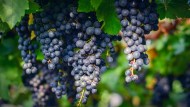 Crolla il prezzo dell’uva: le Regioni dove i produttori hanno perso di più