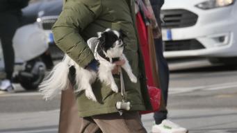 Mantenere un cane o un gatto oggi, +22% in 6 anni: costa più di 1.000 euro