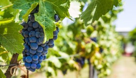Scoperta in Italia una roccia che raffredda l’uva e può salvare i vigneti