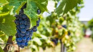 Scoperta in Italia una roccia che raffredda l’uva e può salvare i vigneti