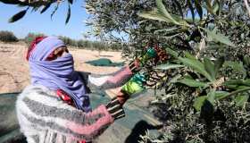 Olio d’oliva, Tunisia pronta a scalzare l’Italia dal secondo posto mondiale