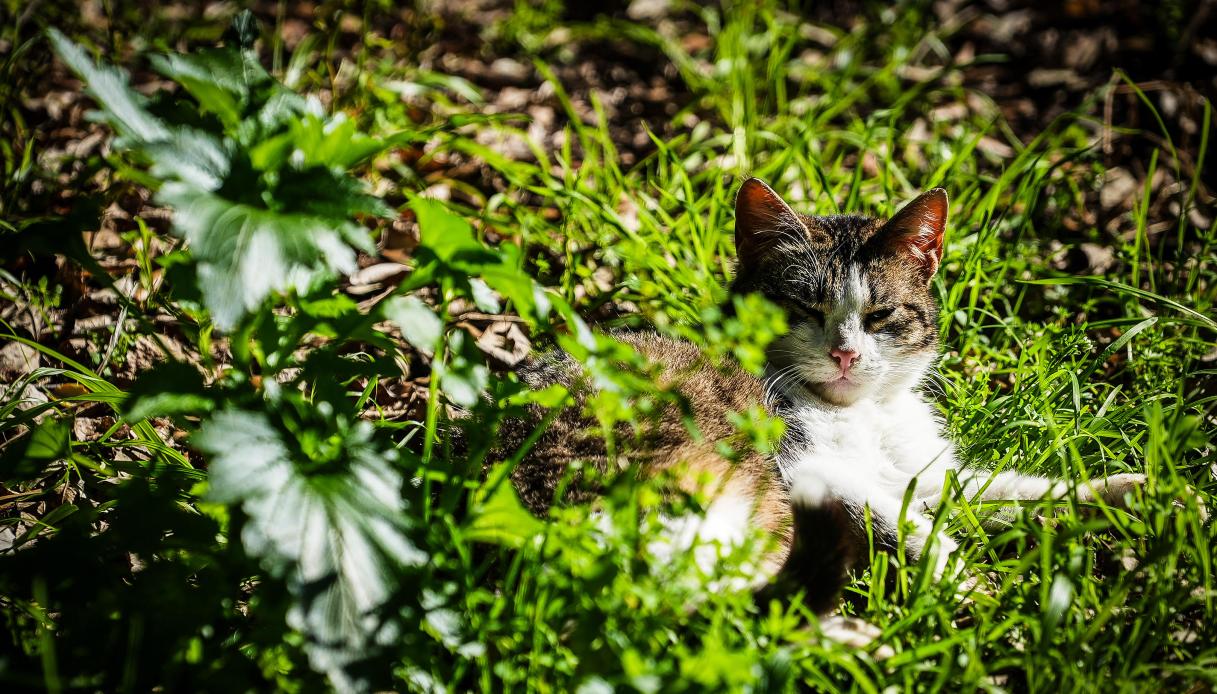 È vietato dar da mangiare ai gatti, scoppia il caso: multe fino a 500 euro