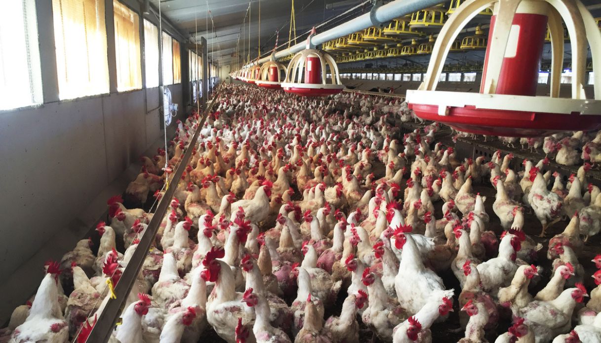 Manovra 2026, i fondi per togliere gabbie dagli allevamenti avicoli sono insufficienti Manovra 2026, i fondi per togliere gabbie dagli allevamenti avicoli sono insufficienti