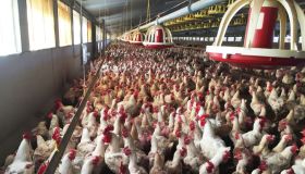 Manovra 2026, i fondi per togliere gabbie dagli allevamenti avicoli sono insufficienti