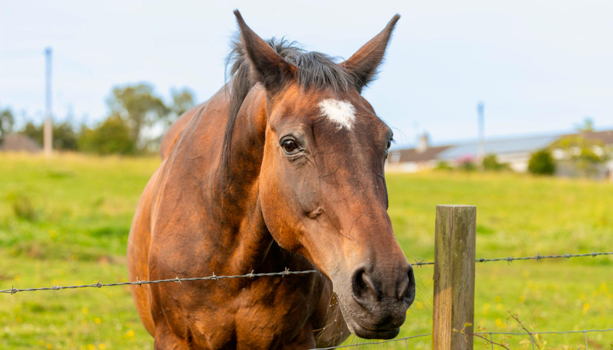 carne di cavallo vietata per legge arriva la proposta multe e carcere fino a 3 anni da Quifinanza.it carne di cavallo vietata per legge arriva la proposta multe e carcere fino a 3 anni