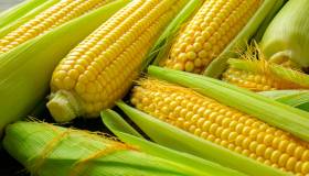 Ogm, Corte di Giustizia Ue dà ragione all’Italia: giusto vietare la coltivazione