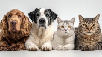 Quanto costa mantenere un animale domestico, costi più alti per i cani
