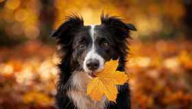 Bonus animali domestici 2026, come richiederlo e quali sono i requisiti