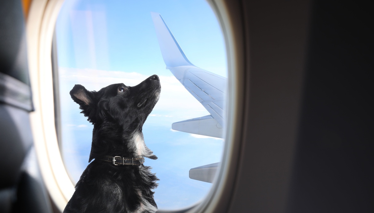 Cani di taglia grande in cabina, sugli aerei Ita cambiano le regole: le novità del 2026 Cani di taglia grande in cabina, sugli aerei Ita cambiano le regole: le novità del 2026