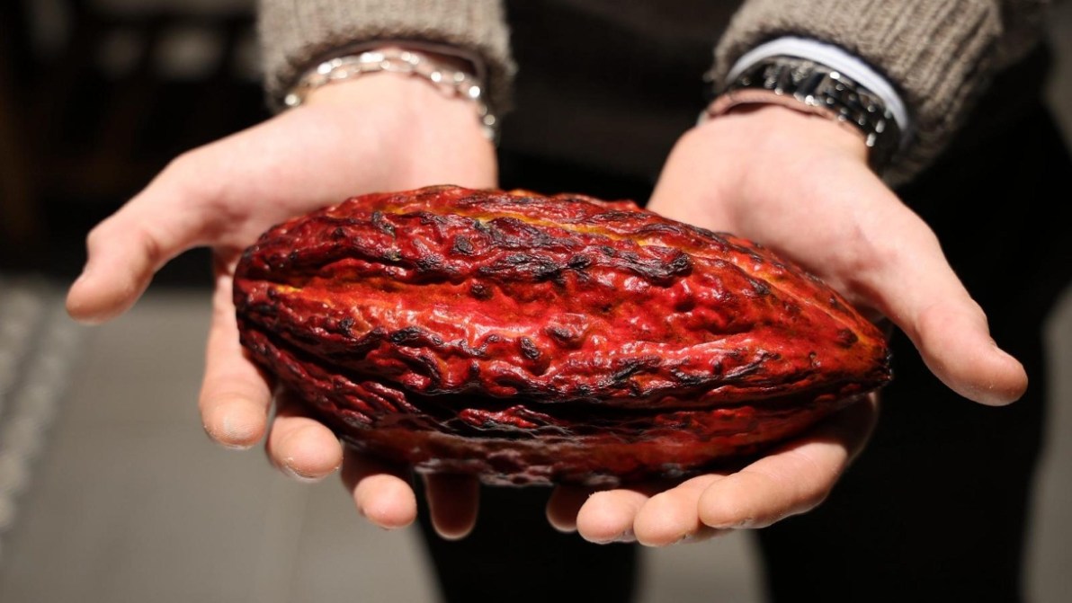 Prezzo del cacao in calo, ma al supermercato scenderà solo dopo l’estate