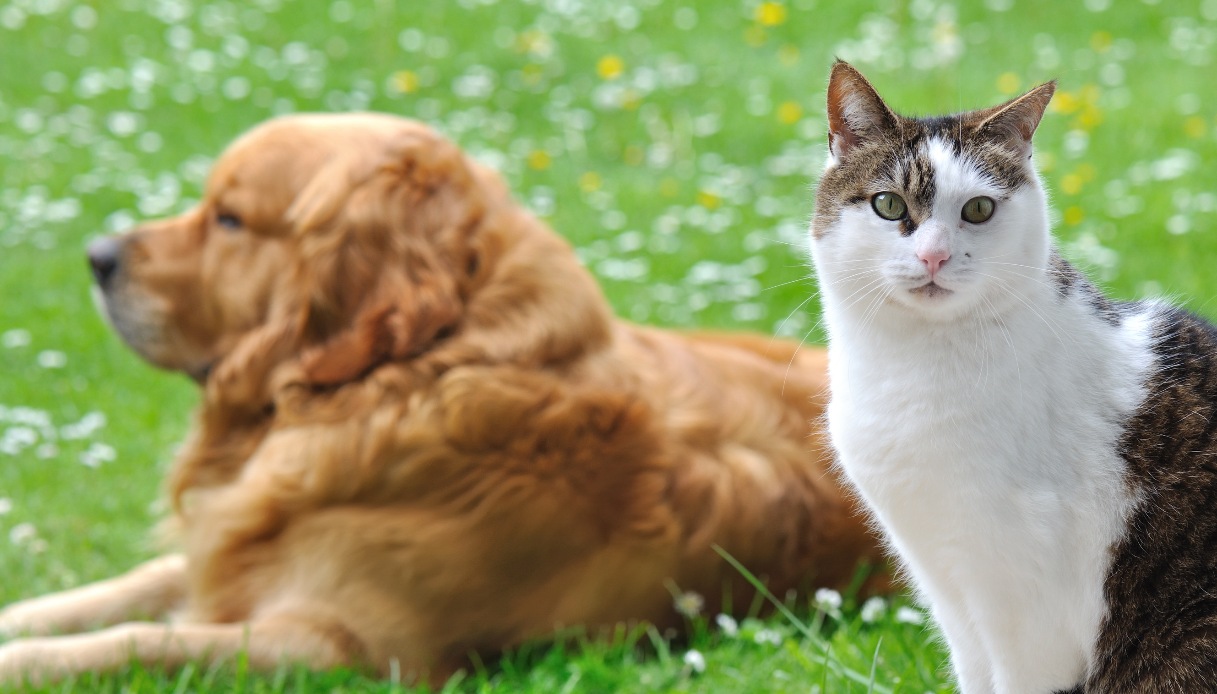 Richiamo di crocchette per cani e gatti, 135 lotti coinvolti: la lista