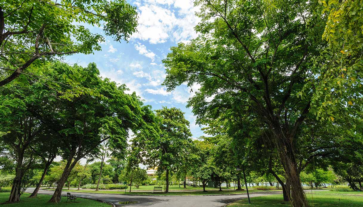 Malattie cardiache, il rischio diminuisce se si vive nel verde, ma se ci sono gli alberi (i prati non bastano) Malattie cardiache, il rischio diminuisce se si vive nel verde, ma se ci sono gli alberi (i prati non bastano)