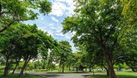 Malattie cardiache, il rischio diminuisce se si vive nel verde, ma se ci sono gli alberi (i prati non bastano)