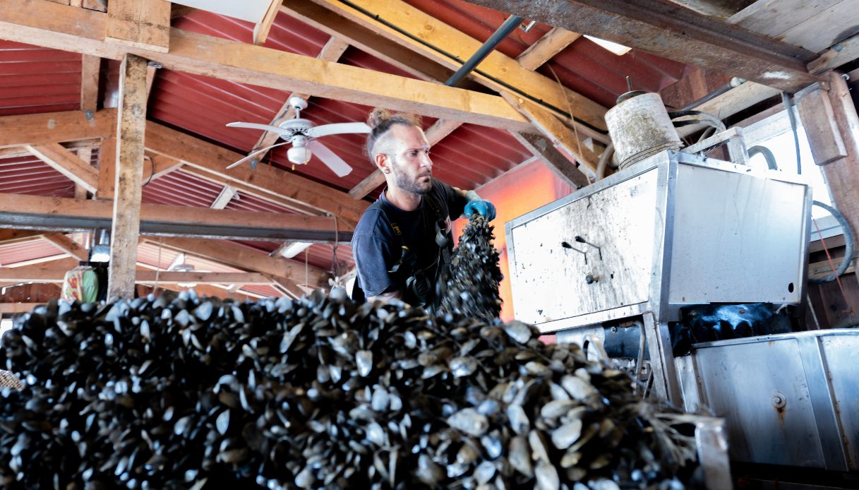 Vongole e lupini spariti dai mari, la crisi climatica lascia a casa 220 lavoratori