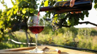 Intelligenza artificiale in vigna, l’AI rivoluziona la vendemmia e il vino