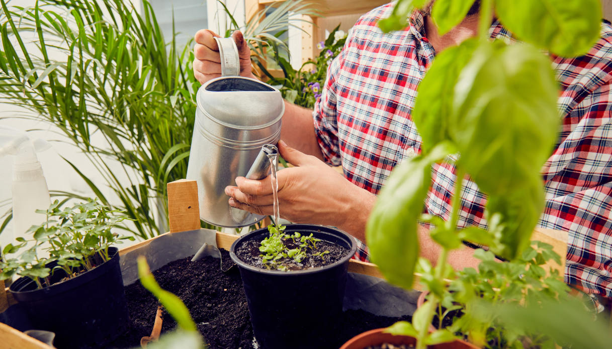 Coltivare le piante sul balcone