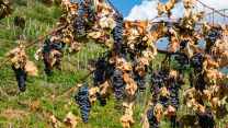 Vigneti senz’acqua, la scienza salva il vino da siccità e caldo estremo
