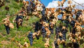 Vigneti senz’acqua, la scienza salva il vino da siccità e caldo estremo