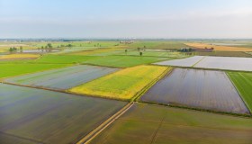 Riso italiano in crisi a causa del cambiamento climatico, primato europeo a rischio
