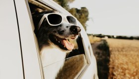 Taxi per cani e viaggi pet-friendly: la mobilità per animali sta diventando un nuovo business in Italia
