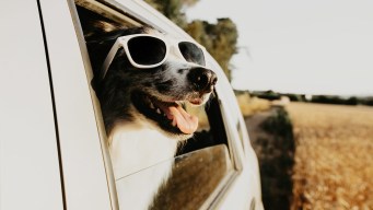 Taxi per cani e viaggi pet-friendly: la mobilità per animali sta diventando un nuovo business in Italia