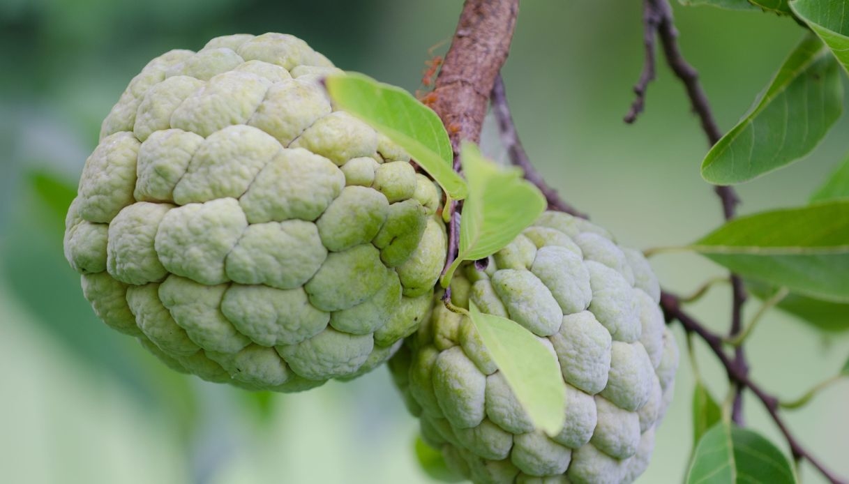 https://quifinanza.it/wp-content/uploads/sites/5/2026/05/Annona-quanto-vale-il-frutto-che-sa-di-crema-.jpg