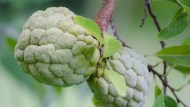 Annona, il frutto che sa di crema e vale una fortuna cresce anche in Italia
