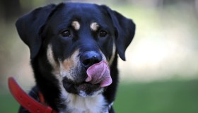 Gli animali domestici costano 5,3 miliardi di euro, più di metà delle famiglie ne ha uno