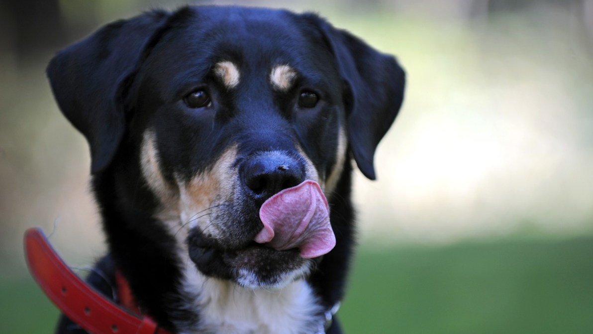 Gli animali domestici costano 5,3 miliardi di euro, più di metà delle famiglie ne ha uno