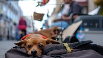 Vacanze con animali, 10 miliardi di spesa: cani e gatti superano i bambini per gli italiani