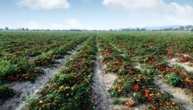La Doria assume stagionali in Campania ed Emilia-Romagna, non serve esperienza