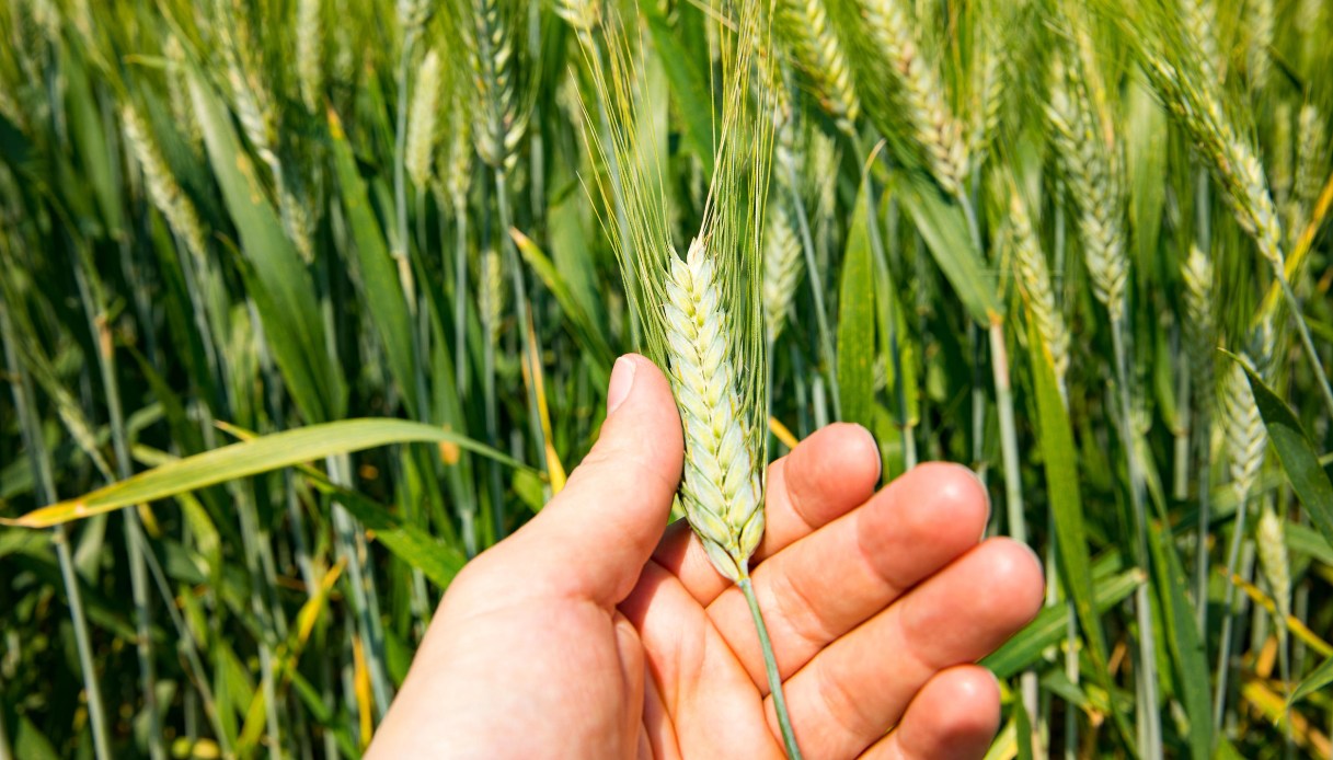 L’agricoltura è ancora il futuro: la bioeconomia italiana vale 433 miliardi