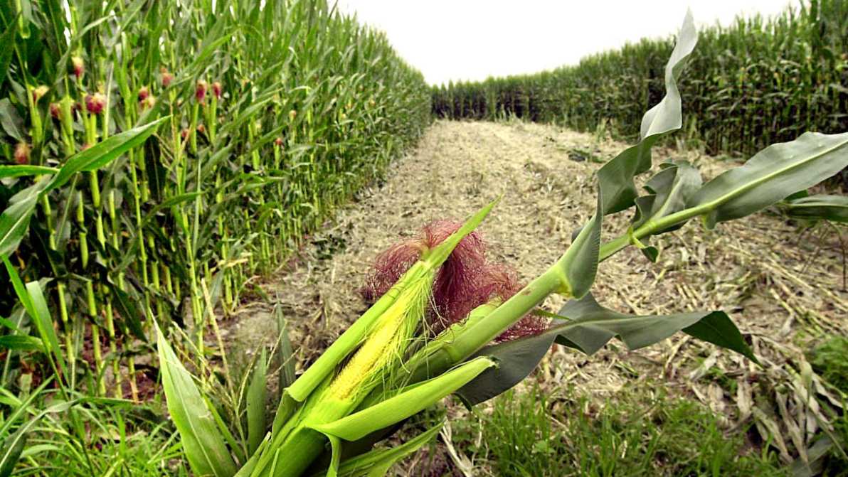 Via libera dell’Ue alle Tea, le nuove piante che non sono Ogm: cosa cambia in agricoltura
