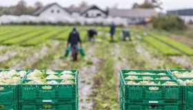 Oltre 1 miliardo di euro agli agricoltori: al via gli anticipi Pac per contrastare crisi e maltempo