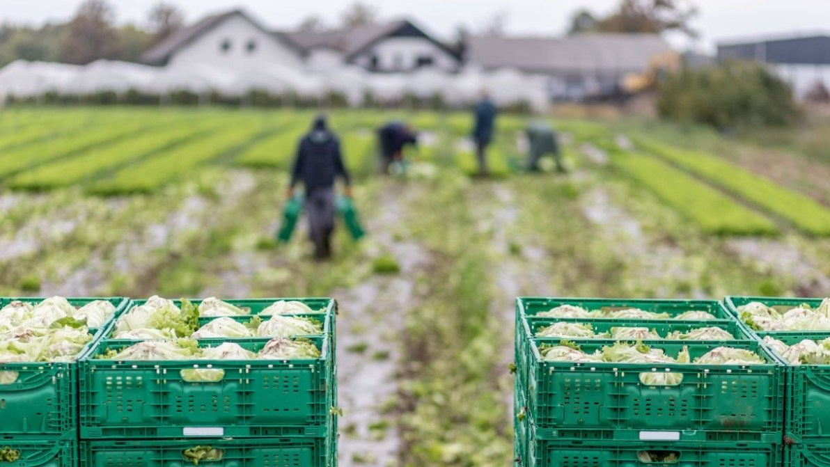 Oltre 1 miliardo di euro agli agricoltori: al via gli anticipi Pac per contrastare crisi e maltempo