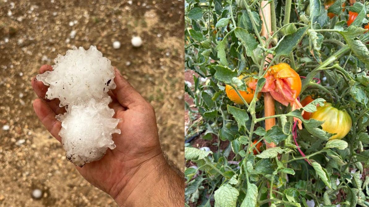 Agricoltura devastata da grandine e incendi, quanto è costata all’Italia l’emergenza maltempo