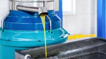Regioni con più olio in Italia, giacenze oltre le 258 mila tonnellate (ma solo il 20% è bio)