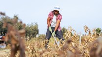Indennità malattia in agricoltura, l’Inps aggiorna gli importi: quanto spetta