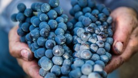 Vendemmia in anticipo a causa del caldo, ma mancano operai: quanto si rischia di perdere