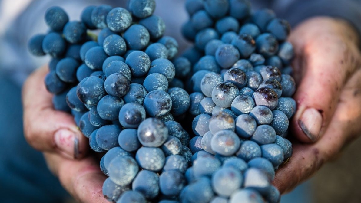 Vendemmia in anticipo a causa del caldo, ma mancano operai: quanto si rischia di perdere