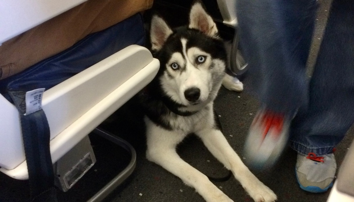 cani di grossa taglia ammessi in cabina senza trasportino su ita airways dal 3 agosto da Quifinanza.it cani di grossa taglia ammessi in cabina senza trasportino su ita airways dal 3 agosto