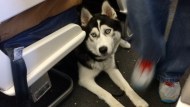 Cani di grossa taglia ammessi in cabina senza trasportino su Ita Airways dal 3 agosto